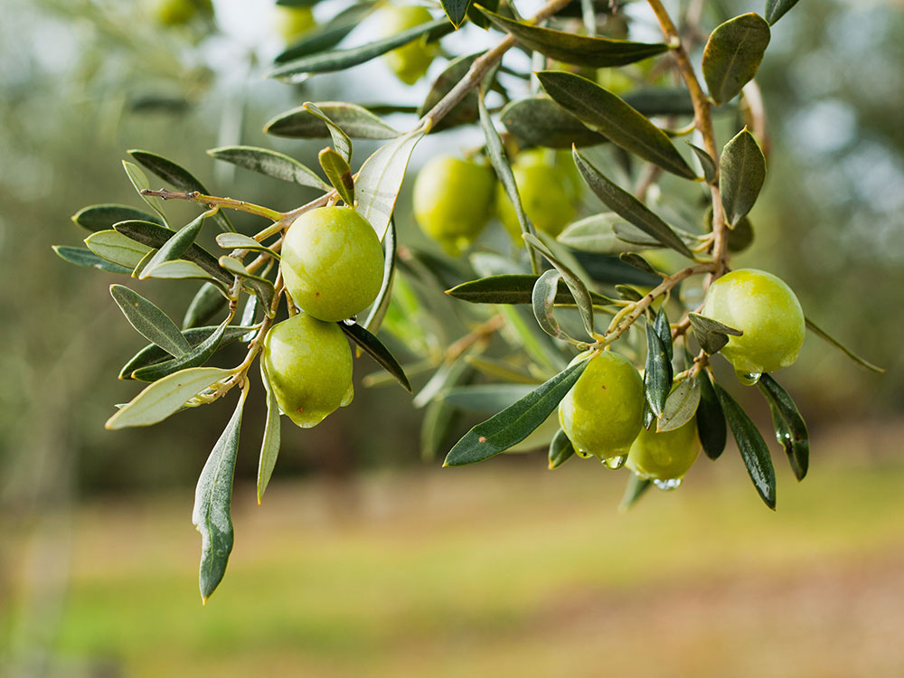 olive oil